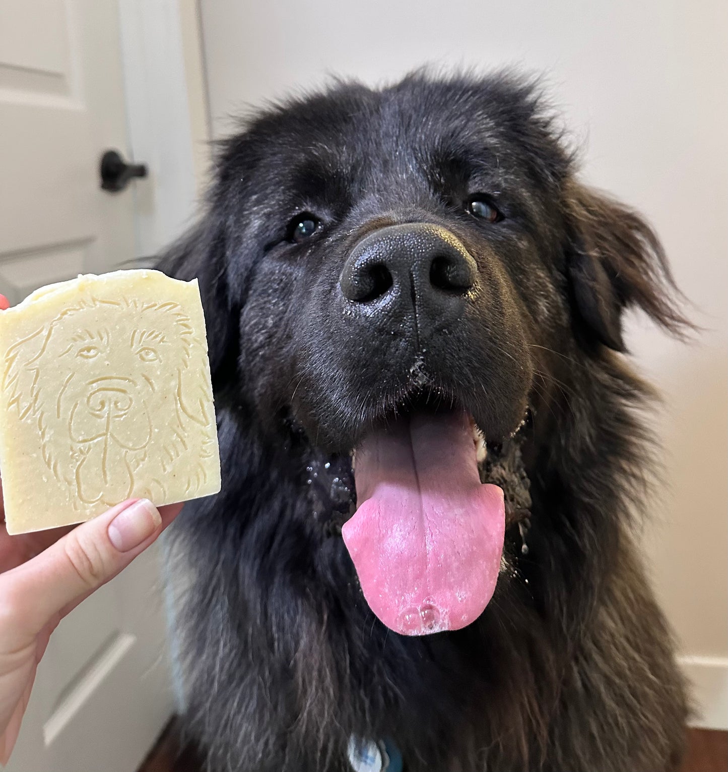 Dog Shampoo - Lavender