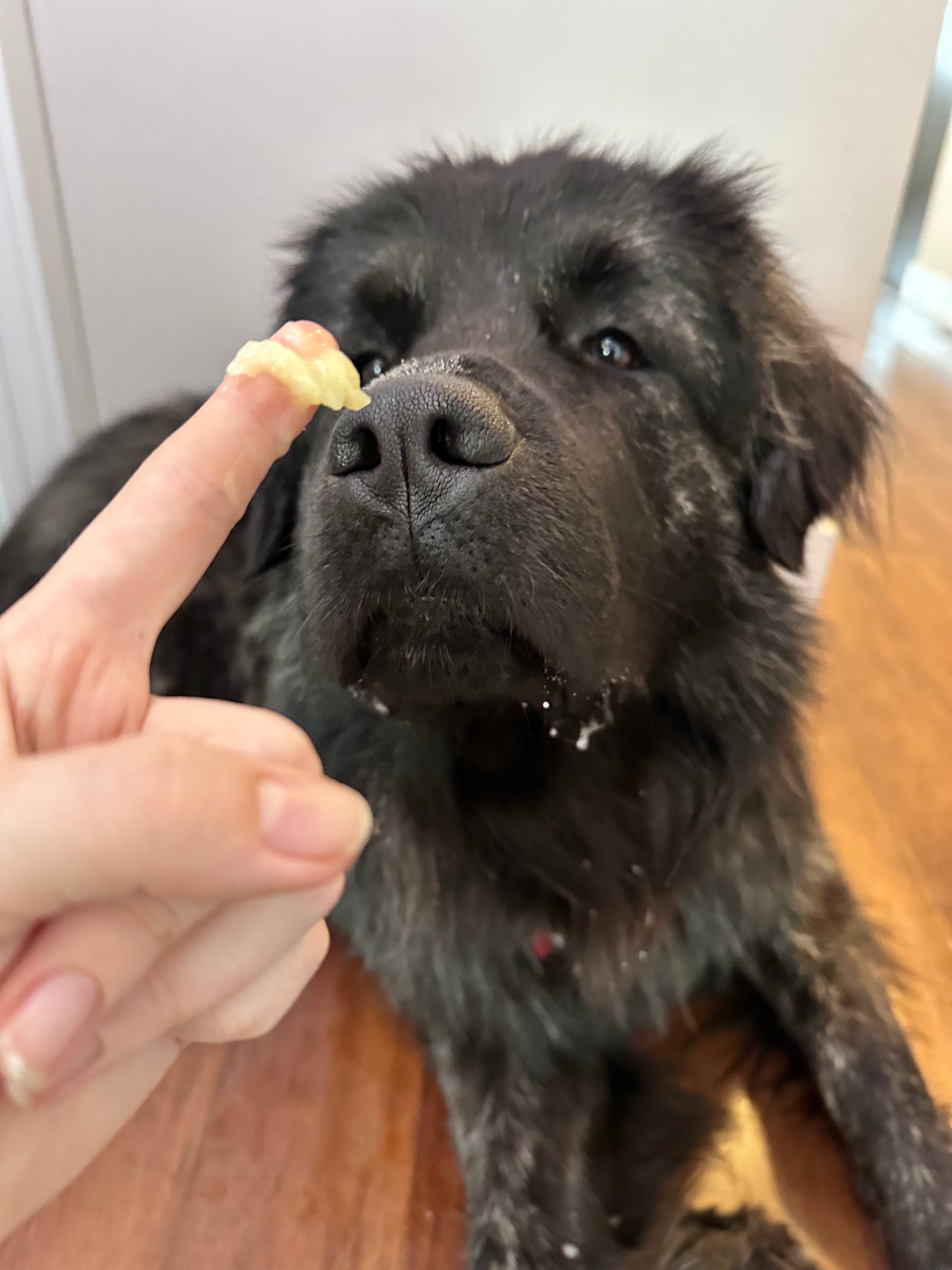 Dog Balm