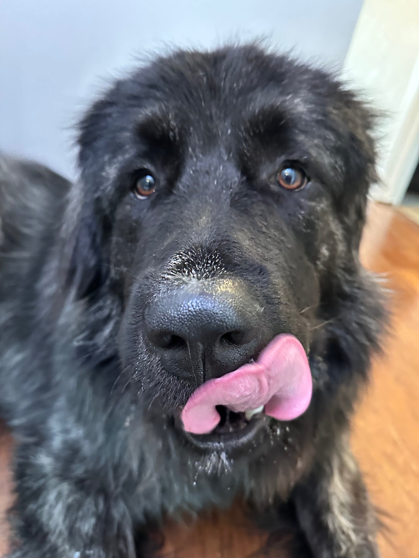 Dog Balm